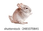 Single sedate lovely furry American chinchilla rabbit sitting on a white background. Easter hare portrait full body.