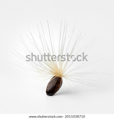 Single seed with white pappus of a blessed milkthistle isolated on white background close up