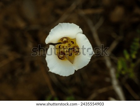 Single Sego Lily Blooms In Spring in Zion National Pak