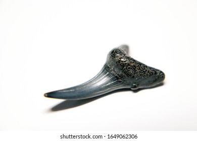 Single Shark Tooth Close Up