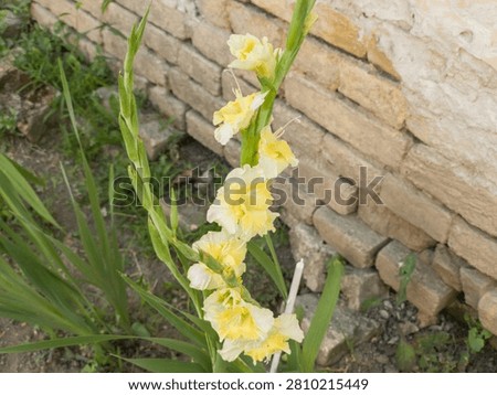 Single sharp cluster of yellow gladiola blossoms opening next to a rustic old brick wall.