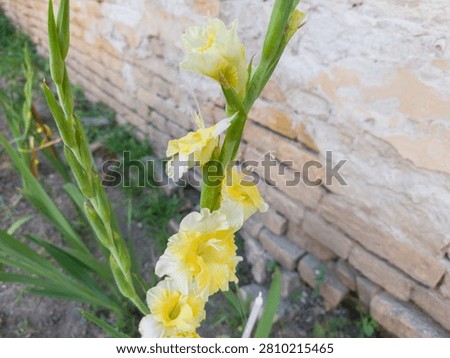 Single sharp cluster of yellow gladiola blossoms opening next to a rustic old brick wall.