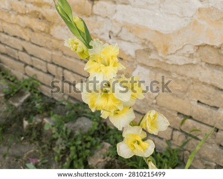 Single sharp cluster of yellow gladiola blossoms opening next to a rustic old brick wall.