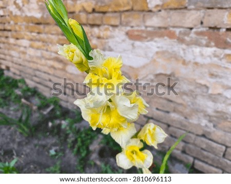 Single sharp cluster of yellow gladiola blossoms opening next to a rustic old brick wall.