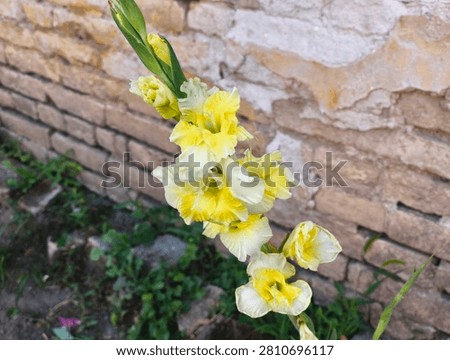 Single sharp cluster of yellow gladiola blossoms opening next to a rustic old brick wall.