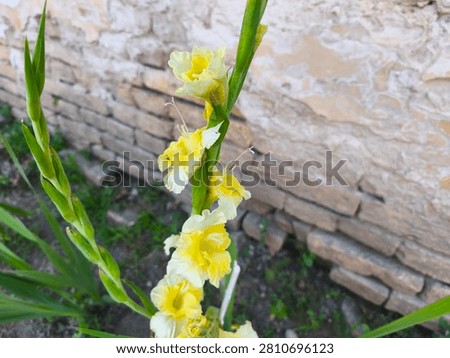 Single sharp cluster of yellow gladiola blossoms opening next to a rustic old brick wall.