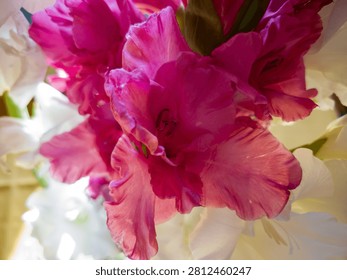Single sharp pink gladiola blossom surrounded by white flowers in a bouquet.