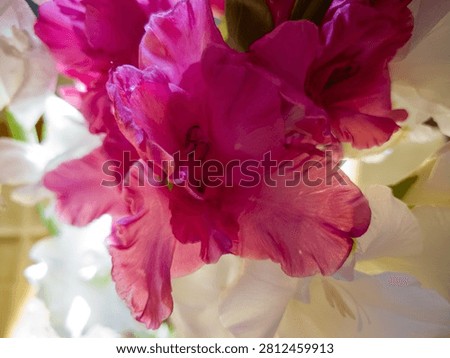 Single sharp pink gladiola blossom surrounded by white flowers in a bouquet.