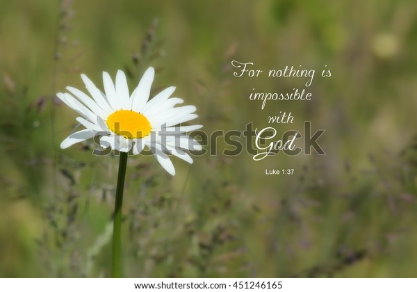 Single Shasta Daisy Flower Bible Verse Stock Photo (Edit Now) 451246165