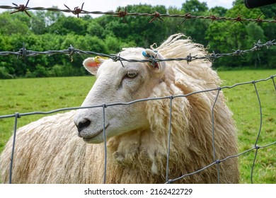 Single Sheep In Field Seen Through Wire Fence. Side Portrait Of Wooly Sheep In Farm Grazing Meadow. Farm Animal Close Up. 