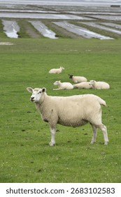 Single sheep in foreground looking at camera with other sheep lying near coastline