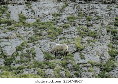 A single sheep grazes on a steep, rocky mountain slope, blending with the rugged terrain and sparse patches of grass. - Powered by Shutterstock