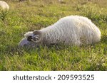 Single sheep lying down on a grass field