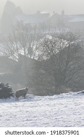 Single Sheep In Misty Winter Lancashire Landscape Stood By Wall With Mist Covered Village Houses Behind. Snow In The Fore Ground And A Snow Covered Dry Stone Wall. 