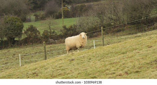 Single Sheep Stood in Field
