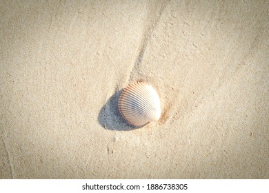 Single shell on a beach                  