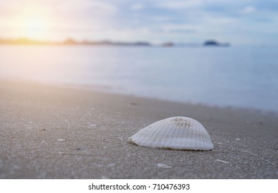 Single Shell On The Beach, Shell On The Sand