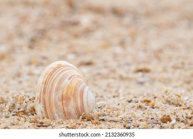 Single Shell On Bournemouth Beach