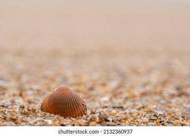 Single Shell On Bournemouth Beach