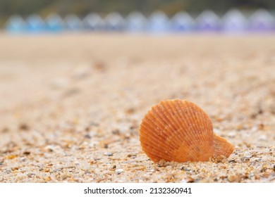 Single Shell On Bournemouth Beach