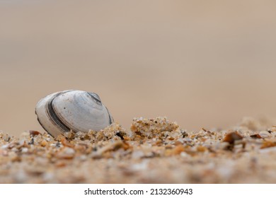 Single Shell On Bournemouth Beach