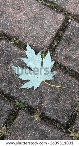 Single silver maple leaf with dew drops resting on rustic paving stones. The light green leaf, distinctively lobed, showcases nature's delicate details and the freshness of morning. 
