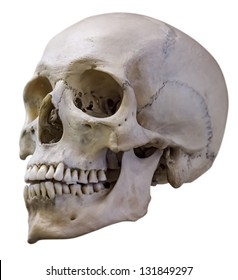 single skull isolated on white background