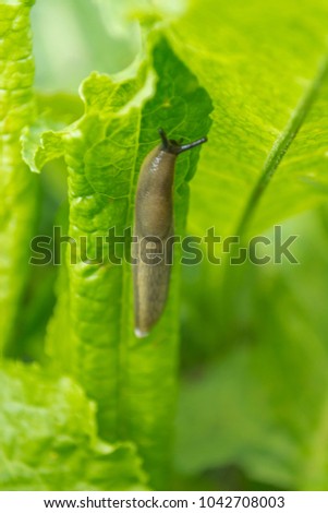 single slug on green lettuce on my garden