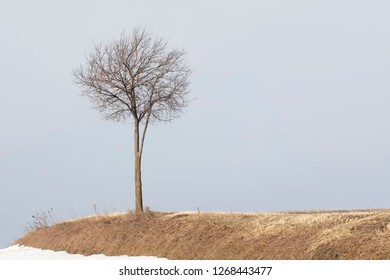 Single Small Bare Tree in Winter