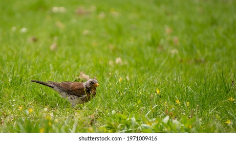 1,994 Bird hunting worms Images, Stock Photos & Vectors | Shutterstock