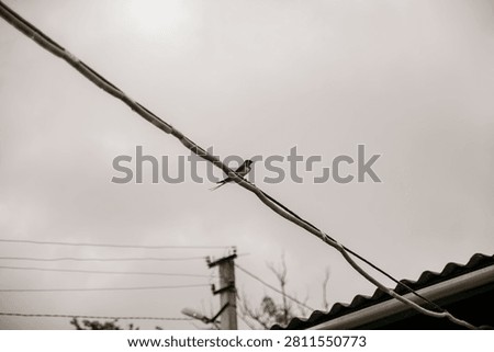 A single small bird sits on a thick electrical wire under a gray, overcast sky. The scene is minimalist and quiet.