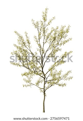 Single small flowering tree isolated on white background. Small flowering plant with transparent background PNG in sunny daylight with soft natural lighting. Cutout young flower tree isolated on white background with copy space. Photorealistic small young flower plant with flowers and leaves isolated on white background for design backgrounds, architecture visualization, landscaping element or asset, landscape design projects, exterior renderings, urban planning presentations, environmental graphics, real estate marketing, garden planning concepts, compositing, and nature themed backdrop layouts. Foreground plant with flowers composition on clean solid plain backgrounds. Front view, Side view of Amelanchier lamarckii commonly known as the juneberry, serviceberry or shadbush.