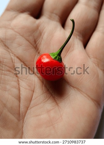 Single small round shaped cherry pepper also known as pimiento in hand