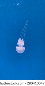 A single small white jellyfish floating gracefully in the vibrant blue aquarium water.