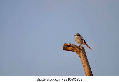 A single small wild bird perched on top of a dry wooden branch against a clear blue sky background.