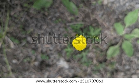 Similar – Image, Stock Photo A small yellow buttercup with blurred background.