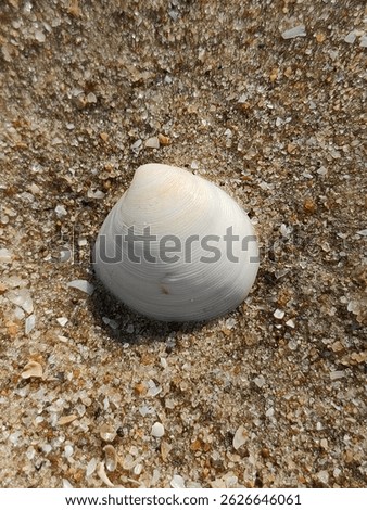 A single, smooth, off-white seashell (possibly a Cyclotellina remies) rests on the coarse, golden sands of Huai Mon Thong. Sunlight illuminates its gentle curves and subtle ridges. A simple treasure f