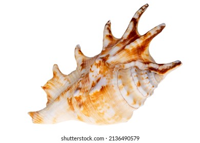 Single snail sea shell of Lambis lambis known as spider conch, isolated on white background, close up