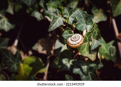 Single Snail Shell, On Ivy, Hedera Helix, Under The Warm Autumn Sun