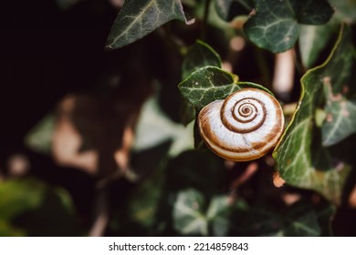 Single Snail Shell, On Ivy, Hedera Helix, Under The Warm Autumn Sun