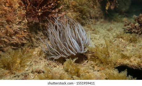 A Single Snakelocks Anemone, Anemonia Viridis