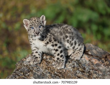 Leopard Standing On Rock Images Stock Photos Vectors Shutterstock