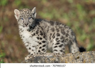 907 Snow leopard cubs Images, Stock Photos & Vectors | Shutterstock