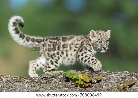 Single snow leopard cub running on rocks