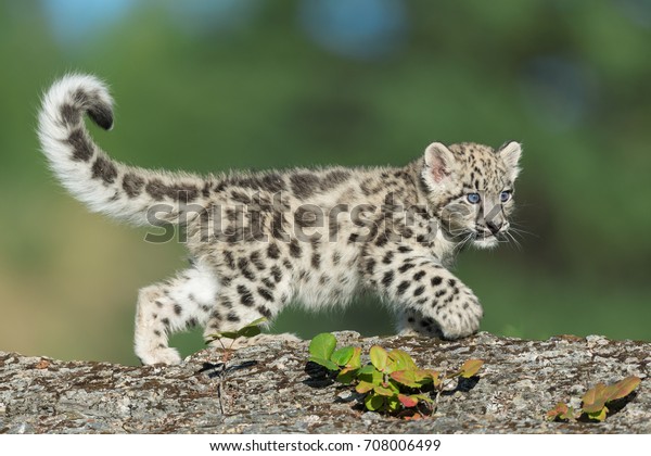 Single snow leopard cub\
running on rocks