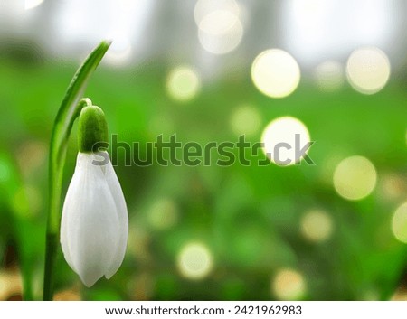 Similar – Image, Stock Photo Snowdrops (galanthus nivalis)