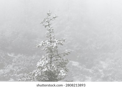 A single snow-laden pine tree standing out amidst thick, heavy winter fog. The frosted branches and completely white, overcast background create a minimalist and frosty atmosphere, perfectly capturing the stillness and isolation of a freezing winter landscape.