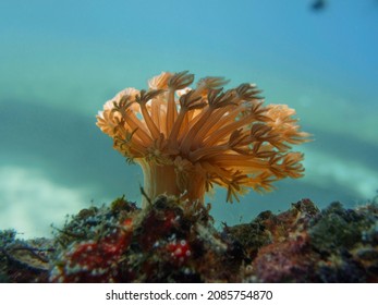 Single Soft Coral On The Underwater Current. Pulsating Xenid (Heteroxenia Fuscescens) 