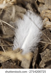 A single soft, delicate white down feather rests amongst the rough, dark brown wood chips and debris.