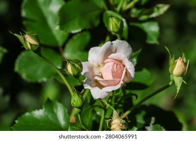 A single, soft pink rose opens its petals amidst a cluster of unopened buds and vibrant green leaves, bathed in sunlight